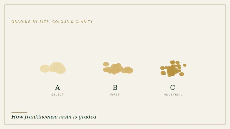 Illustration of three graded piles of frankincense — Grade A select, Grade B first and Grade C industrial