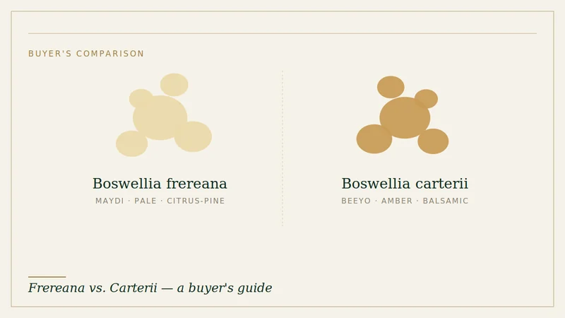 Comparison illustration of Boswellia frereana (pale Maydi) and Boswellia carterii (amber Beeyo) frankincense tears