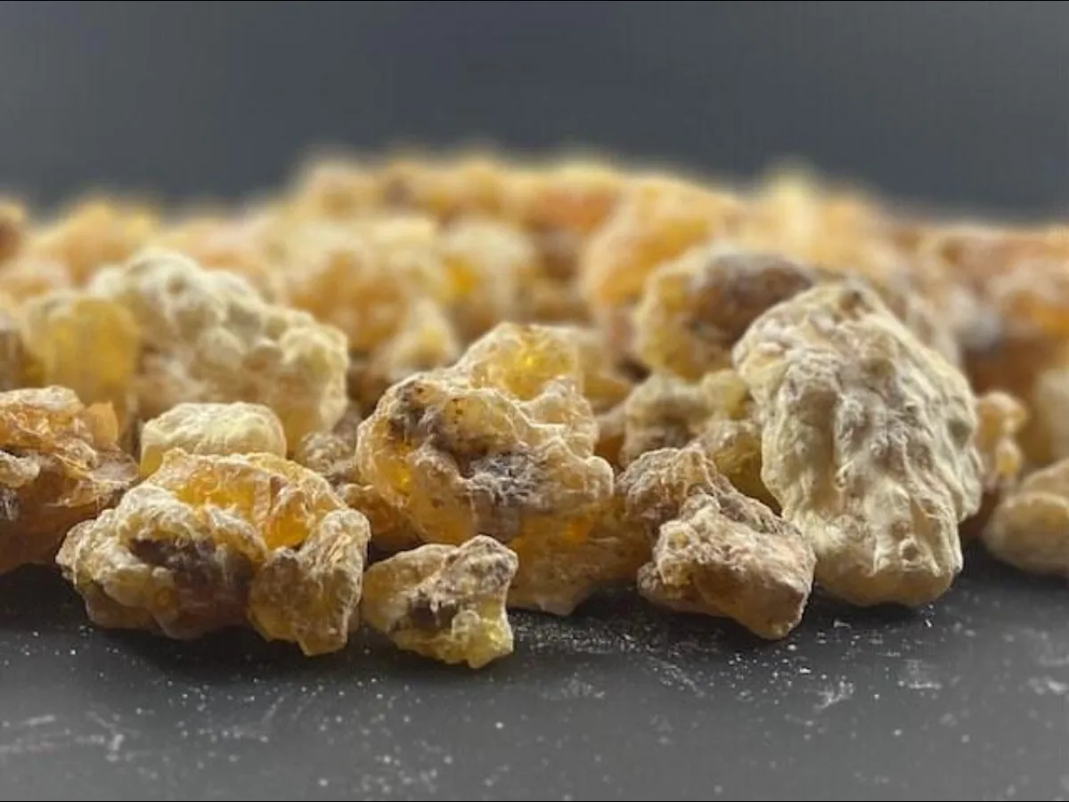 Sorted frankincense resin pieces photographed against a dark background during grading