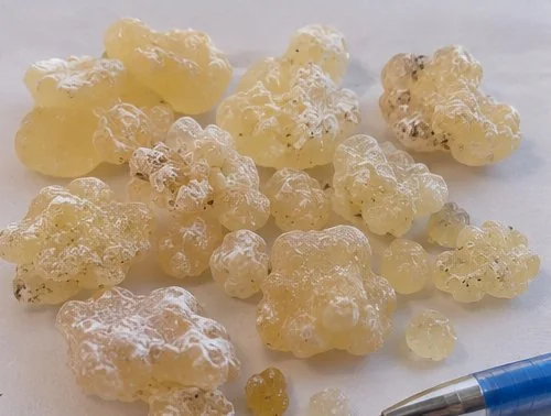 Close-up of hand-sorted Somali Maydi frankincense tears (Boswellia frereana)